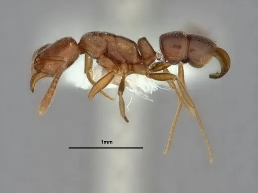 Hypoponera opaciceps specimen CASENT0882112 image casent0882112_3