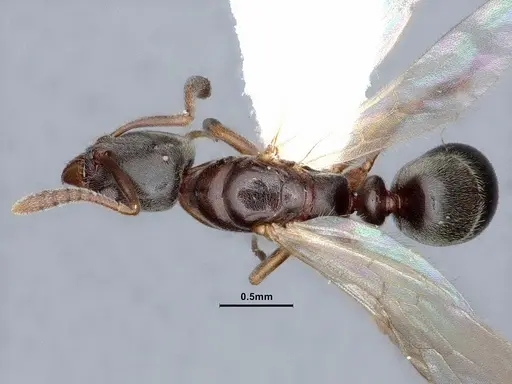Hypoponera opaciceps specimen CASENT0884263 image casent0884263_1