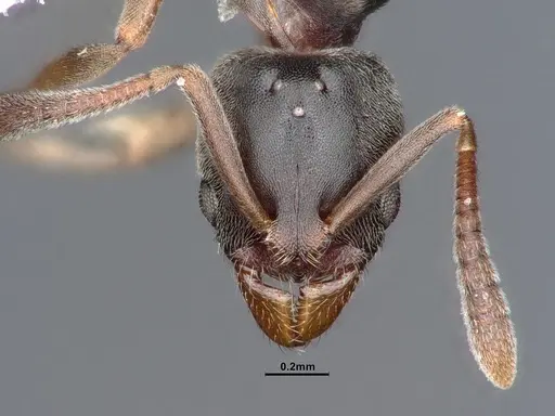 Hypoponera opaciceps specimen CASENT0884263 image casent0884263_2