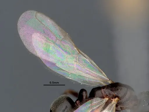 Hypoponera opaciceps specimen CASENT0884263 image casent0884263_4