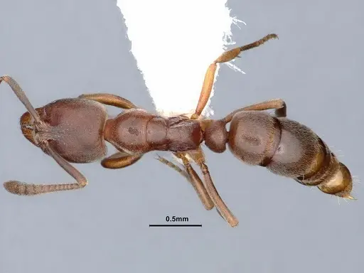 Hypoponera opaciceps specimen CASENT0884272 image casent0884272_1