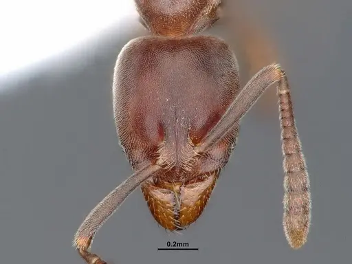 Hypoponera opaciceps specimen CASENT0884272 image casent0884272_2