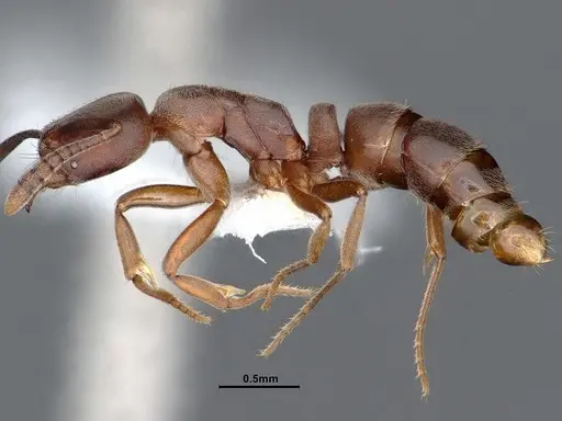 Hypoponera opaciceps specimen CASENT0884272 image casent0884272_3