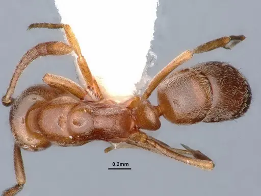 Hypoponera opaciceps specimen CASENT0884273 image casent0884273_1