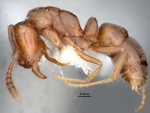 Hypoponera opaciceps specimen CASENT0884273 image casent0884273_3