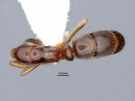 Hypoponera opaciceps specimen CASENT0884274 image casent0884274_1