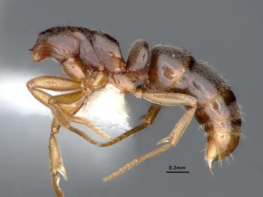 Hypoponera opaciceps specimen CASENT0884274 image casent0884274_3