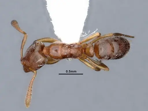 Hypoponera opaciceps specimen CASENT0884275 image casent0884275_1