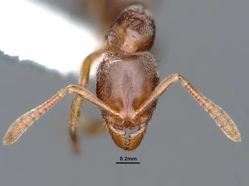 Hypoponera opaciceps specimen CASENT0884275 image casent0884275_2