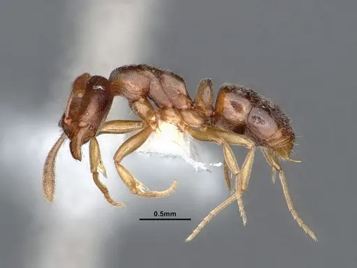 Hypoponera opaciceps specimen CASENT0884275 image casent0884275_3