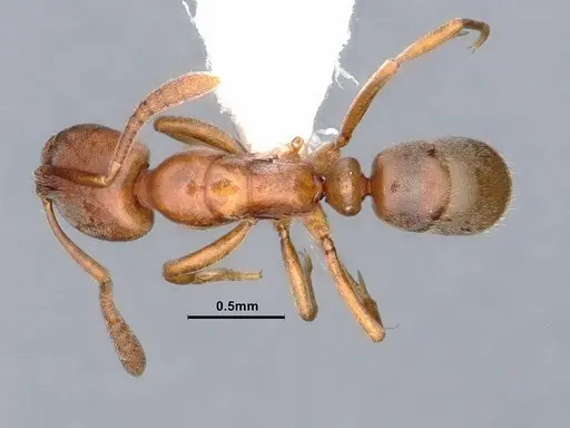 Hypoponera opaciceps specimen CASENT0884377 image casent0884377_1