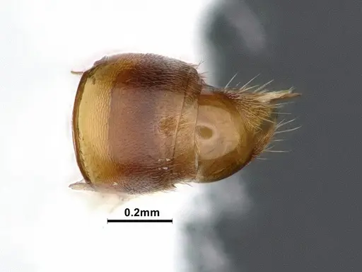 Hypoponera opaciceps specimen CASENT0884377 image casent0884377_2