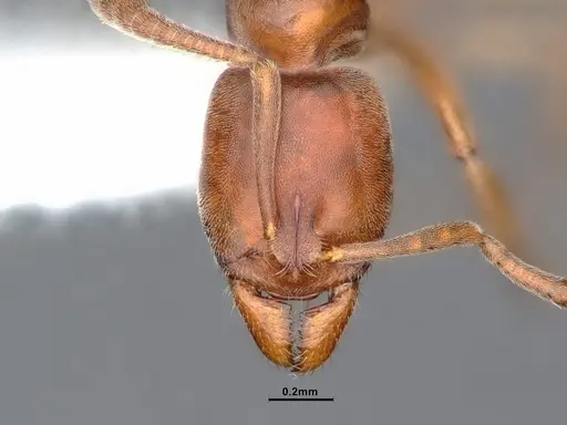 Hypoponera opaciceps specimen CASENT0884377 image casent0884377_3