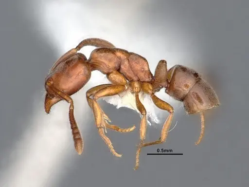 Hypoponera opaciceps specimen CASENT0884377 image casent0884377_4