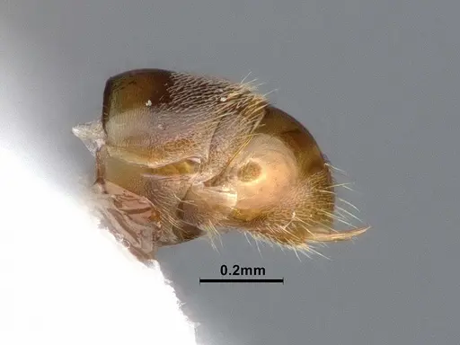 Hypoponera opaciceps specimen CASENT0884377 image casent0884377_5