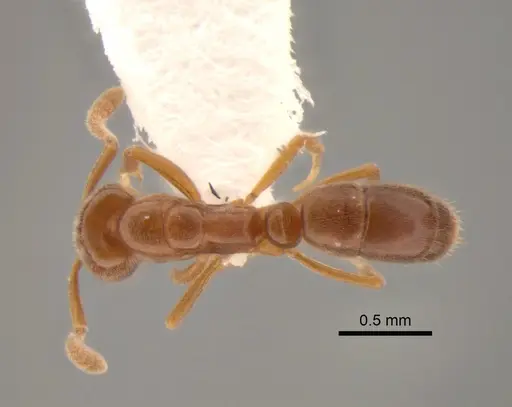 Hypoponera opaciceps specimen CASENT0886660 image casent0886660_1