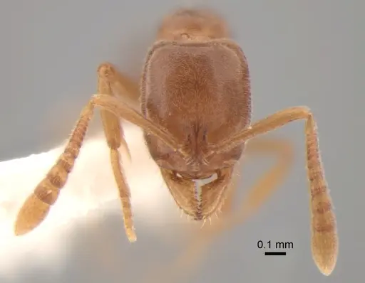 Hypoponera opaciceps specimen CASENT0886660 image casent0886660_2