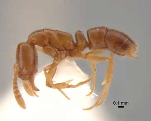 Hypoponera opaciceps specimen CASENT0886660 image casent0886660_3