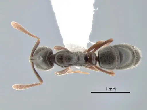 Hypoponera opaciceps specimen CASENT0886661 image casent0886661_1