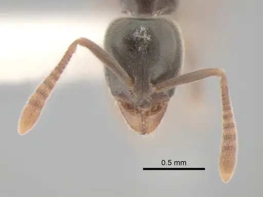 Hypoponera opaciceps specimen CASENT0886661 image casent0886661_2