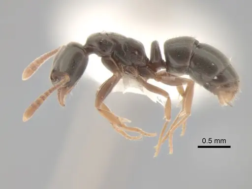 Hypoponera opaciceps specimen CASENT0886661 image casent0886661_3