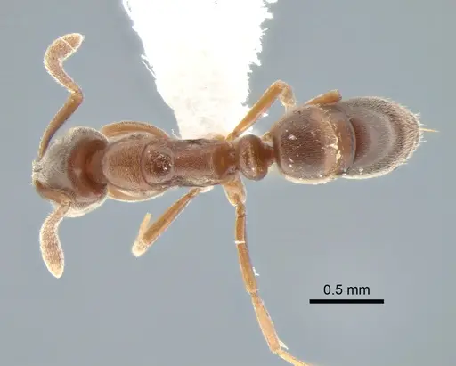 Hypoponera opaciceps specimen CASENT0886662 image casent0886662_1