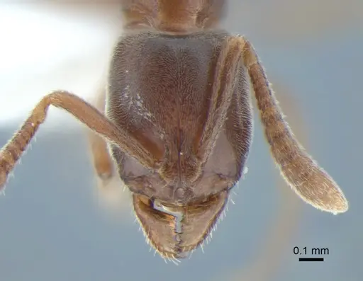 Hypoponera opaciceps specimen CASENT0886662 image casent0886662_2