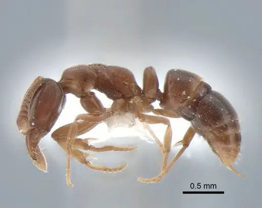 Hypoponera opaciceps specimen CASENT0886662 image casent0886662_3