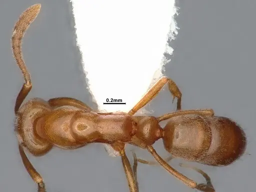 Hypoponera opaciceps specimen CASENT0886857 image casent0886857_1