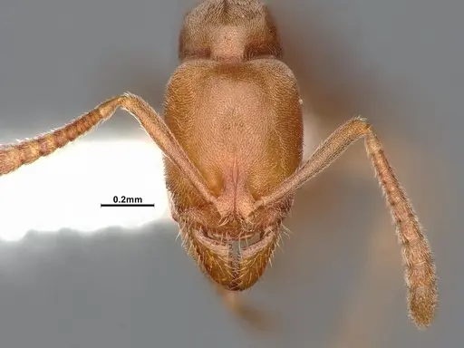 Hypoponera opaciceps specimen CASENT0886857 image casent0886857_2