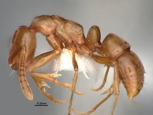 Hypoponera opaciceps specimen CASENT0886857 image casent0886857_3