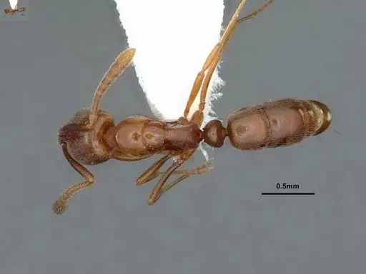 Hypoponera opaciceps specimen CASENT0886861 image casent0886861_1