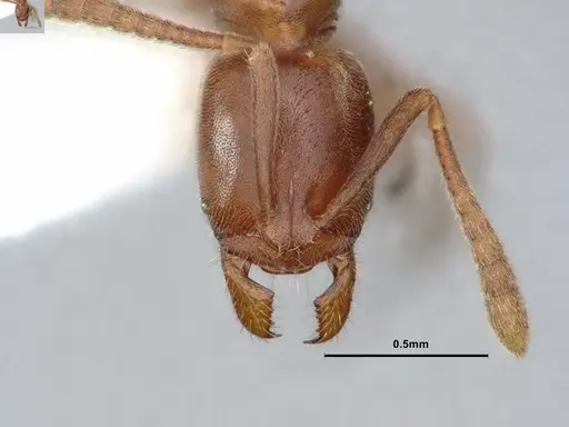 Hypoponera opaciceps specimen CASENT0886861 image casent0886861_2