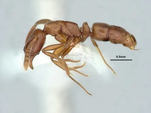 Hypoponera opaciceps specimen CASENT0886861 image casent0886861_3