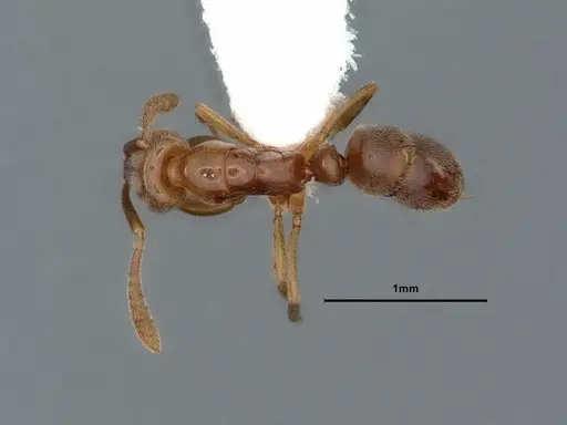 Hypoponera opaciceps specimen CASENT0886862 image casent0886862_1