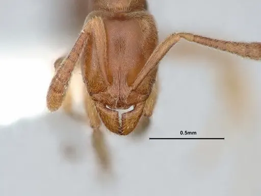 Hypoponera opaciceps specimen CASENT0886862 image casent0886862_2