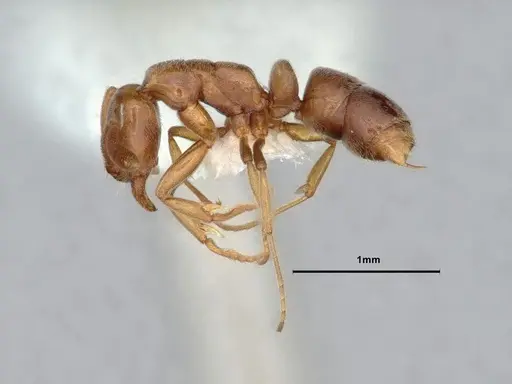 Hypoponera opaciceps specimen CASENT0886862 image casent0886862_3