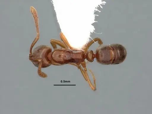 Hypoponera opaciceps specimen CASENT0886866 image casent0886866_1