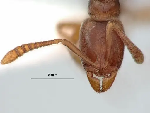Hypoponera opaciceps specimen CASENT0886866 image casent0886866_2