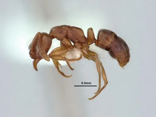 Hypoponera opaciceps specimen CASENT0886866 image casent0886866_3