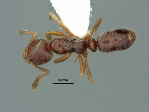 Hypoponera opaciceps specimen CASENT0886867 image casent0886867_1