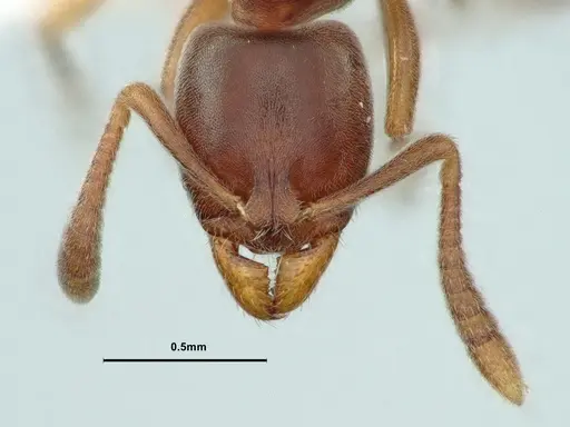 Hypoponera opaciceps specimen CASENT0886867 image casent0886867_2