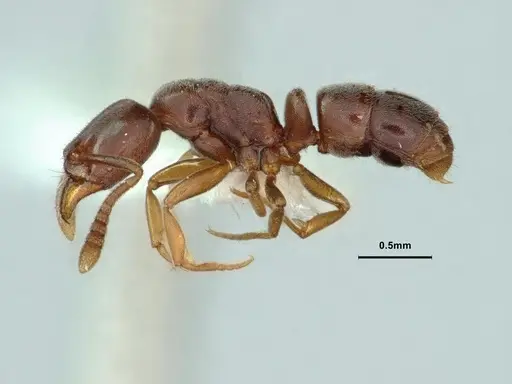 Hypoponera opaciceps specimen CASENT0886867 image casent0886867_3