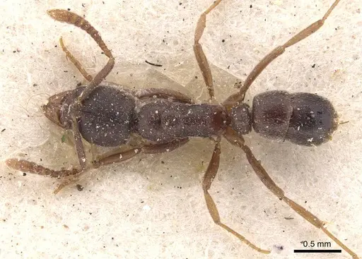Hypoponera opaciceps specimen CASENT0907319 image casent0907319_1