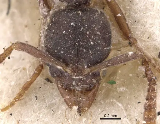 Hypoponera opaciceps specimen CASENT0907319 image casent0907319_2