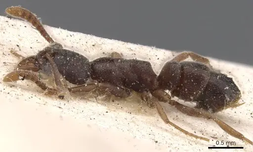 Hypoponera opaciceps specimen CASENT0907319 image casent0907319_3