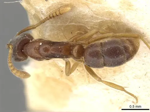 Hypoponera opaciceps specimen CASENT0915296 image casent0915296_1