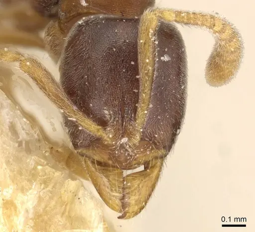 Hypoponera opaciceps specimen CASENT0915296 image casent0915296_2