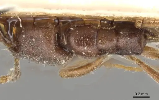 Hypoponera opaciceps specimen CASENT0915491 image casent0915491_1