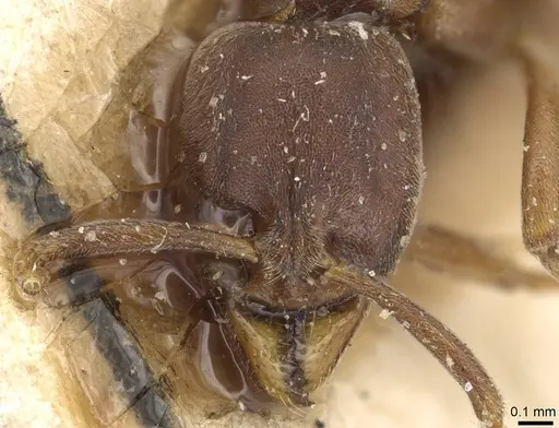 Hypoponera opaciceps specimen CASENT0915491 image casent0915491_2